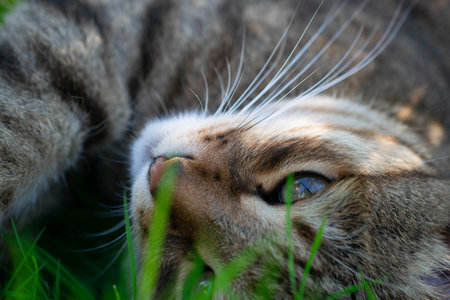 striped cat in nature in the grass. resting on a summer dayの写真素材