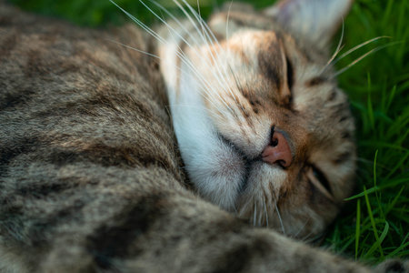 sleeping cat in nature in the grass. resting on a summer dayの写真素材