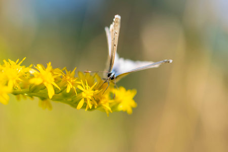 A beautiful butterfly pollinating yellow flowers. selective focusing. macro photographyの写真素材