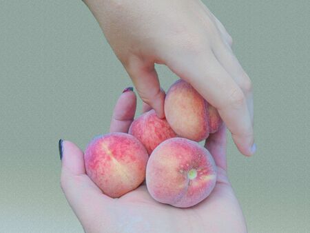 the hand of a child takes a ripe sweet peach from a handful of peaches lying on the palm of an adult person. structured gradient backgroundの写真素材