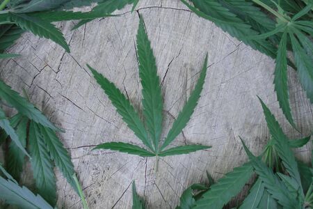 green fresh cannabis leaf lies on a wooden surface surrounded by other cannabis leaves. view from...