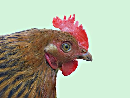 side head and neck in feathers of a lively brown chicken with a red comb on a blue background side viewの写真素材