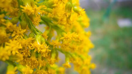 Beautiful yellow flowers of Solida canadensis. close-up in the center, selective focus. blurred...