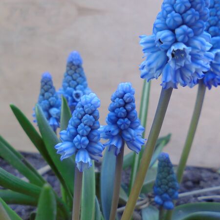 blue inflorescences of tender muscari or adder onions blooming in the spring gardenの写真素材
