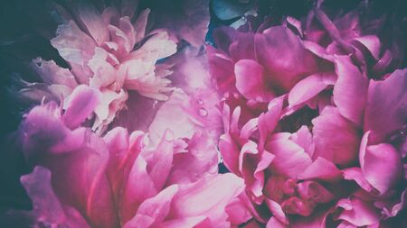 Vintage photo of beautiful pink peonies with water drops. Floral background. Baroque old-fashioned style.の写真素材