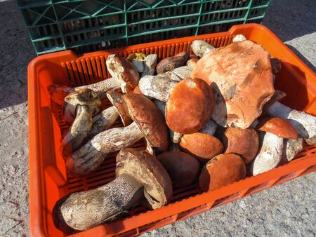 fresh boletus mushrooms in a plastic orange basket at the market on the roadの写真素材