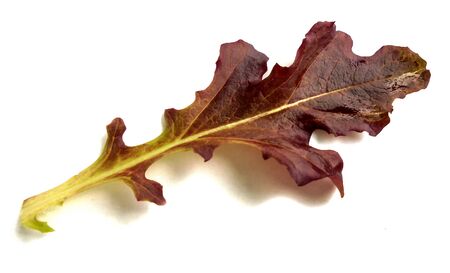 leaf of fresh red lettuce on a white background. soft focus. isolateの写真素材