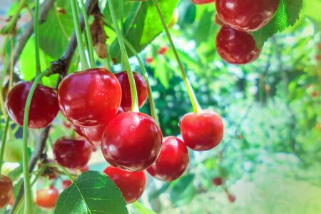 ripe juicy red sweet cherries hang on a branch with green leaves in the garden. selective focusの写真素材