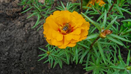 beautiful orange terry portulaca flower with delicate green leaves and a bee sitting in it