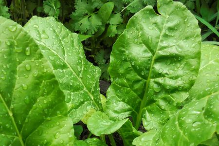 succulent green leaves with raindrops of fodder beets on a bedの写真素材