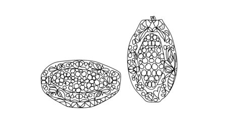 whole and half papaya with floral ornament in doodle style on a white background coloring pageのイラスト素材