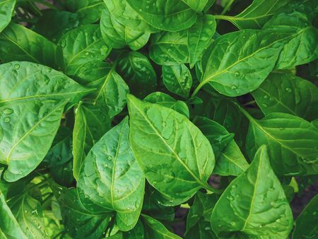 green leaves with water droplets on top of pepper seedlings top view. tinted photo