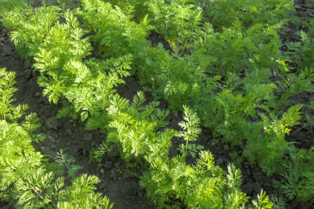 a bed of young green carrots growing in rows in a vegetable garden lit by the sun