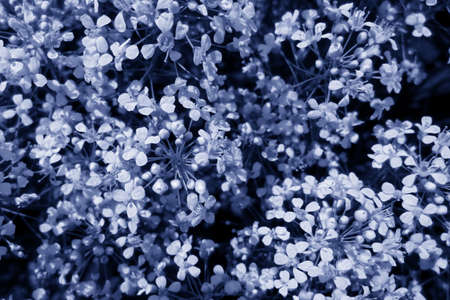 blurred floral background light small flowers on blue purple backgroundの写真素材