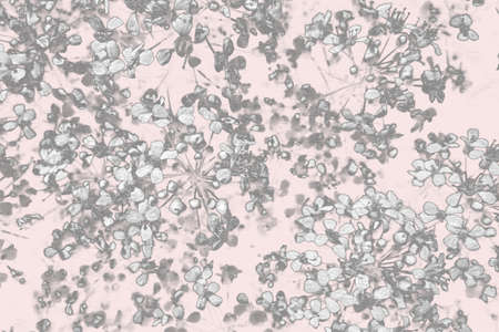 beautiful natural background. small white flowers on a pink background