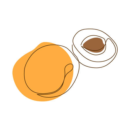 drawn by a solid dark line an apricot and a half of an apricot on a background of abstract orange and brown spots on a white backgroundのイラスト素材