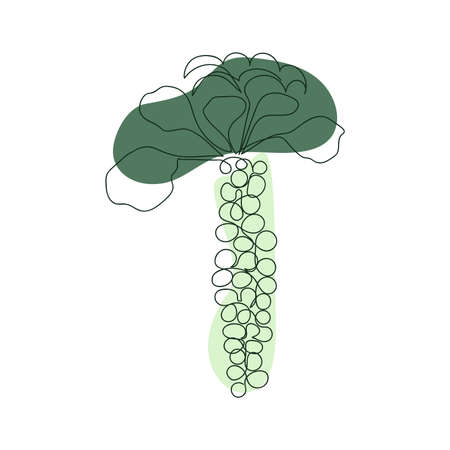 brussels sprouts on a stem hand drawn in one solid line against a background of green abstract spots on a white backgroundのイラスト素材