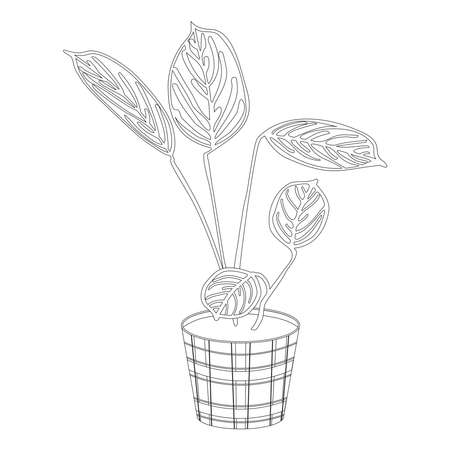 Ctenanthe burle-marxii houseplant with striped leaves in a striped pot on a white background coloring pageのイラスト素材