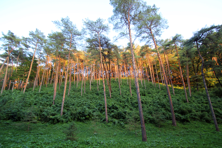 Pine Hillの写真素材