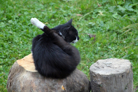 Black Catの写真素材