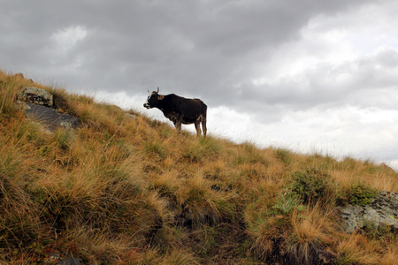 Cow on the slopeの写真素材