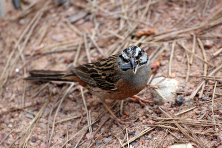 Bird eating oatmealの写真素材