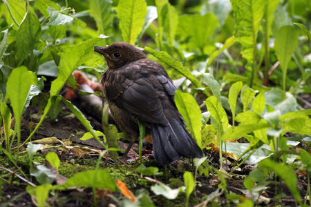 Nestling of the starlingの写真素材