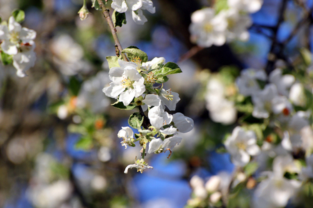 apple tree in bloomの写真素材