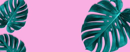Banner made from tropical jungle monstera leaves isolated on pink background. Flat lay style.の写真素材