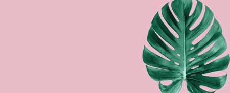 Fresh Green Tropical Monstera Leaf Over Pink Colour Backgroundの写真素材