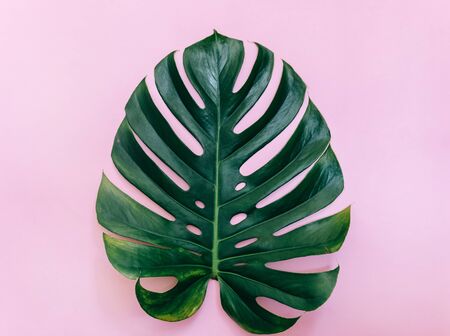 Tropical leaves of Monstera plant on pink surface, top view, minimal tropical background の写真素材