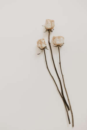 Natural dried flower on beige background. Minimal bohemian flat lay background with dried flower arrangement and copy space. Organic design. Pastel colors.の写真素材