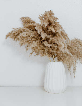 Pampas grass in white ceramic vase against wall. Still life bouquet of dried flowers. Minimal conceptの写真素材