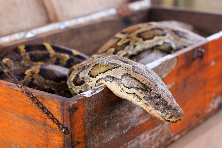 Close-up snake portrait in box, trying to get out from itの写真素材