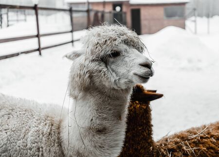 white alpaca large clan looks sideways at the photographerの写真素材
