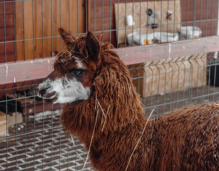 brown alpaca large clan looks sideways at the photographerの写真素材