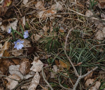 small blue flowers in a forest on earth