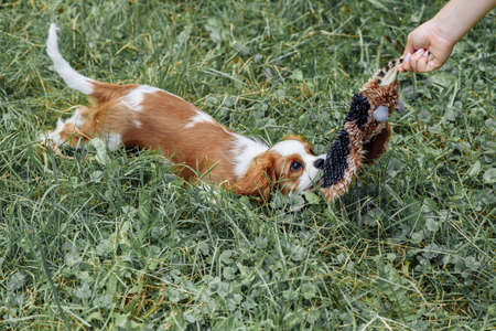 a brown brown spaniel puppy with high ears walks in the park on the grass. golden colorの写真素材