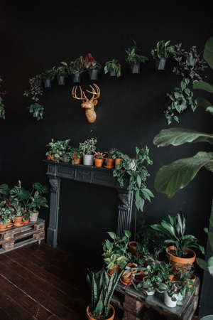 several flowers with lush foliage in pots stand on a wooden floor. Against the background of a black wallの写真素材