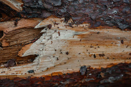close-up of a large pine trunk, cracked rough thick tree bark. pattern abstraction, forestの写真素材