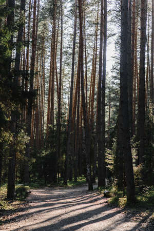 pine forest pine wood pine and spruce the suns rays and light penetrate the branches and foliageの写真素材