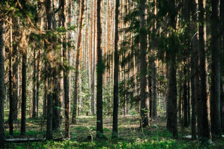 pine forest pine wood pine and spruce the suns rays and light penetrate the branches and foliageの写真素材