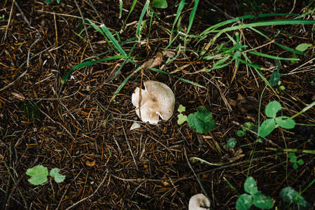 Fresh young green grass in the sun. bright sunny summer dayの写真素材