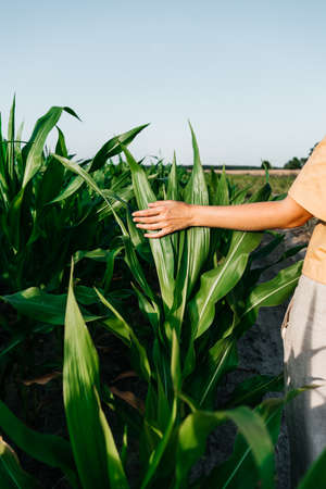 young woman in a corn field in a yellow t-shirt with a place under the text with short hair