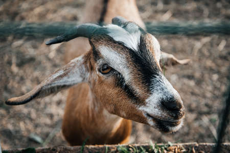 nubian dairy goat farm in village pet ranch mammal brown small beautiful with long ears and hornsの写真素材