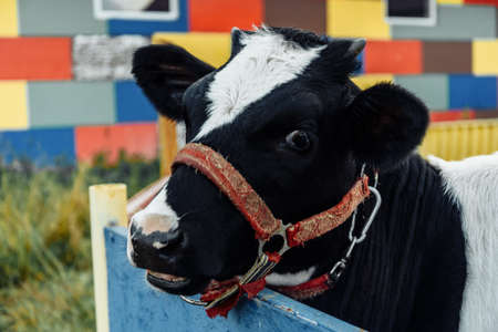 little calf in corral at ranch farm, cub calf, dairy, farming.の写真素材