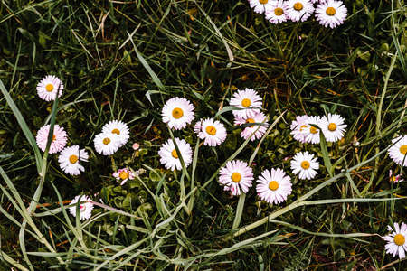 little white flowers on green grass. Spring Green. view from above