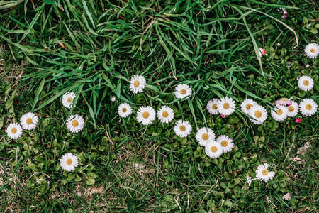 little white flowers on green grass. Spring Green. view from aboveの写真素材