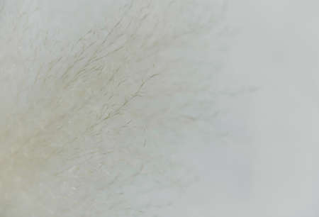 Dry grass closeup. Background dry wild flower macroの写真素材