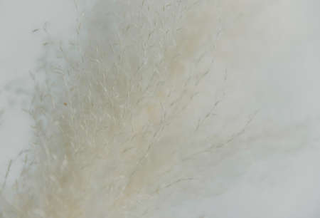 Dry grass closeup. Background dry wild flower macroの写真素材